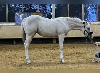 American Paint Horse, Mare, Foal (04/2026), 15 hh, Palomino