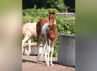 American Paint Horse, Mare, Foal (04/2026), 15 hh, Pinto