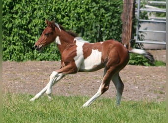 American Paint Horse, Mare, Foal (04/2026), 15 hh, Pinto
