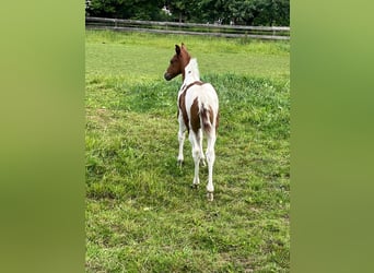 American Paint Horse, Mare, Foal (05/2026), 15 hh, Tobiano-all-colors