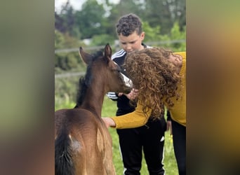 American Paint Horse, Mare, Foal (04/2026), 15,1 hh, Bay-Dark