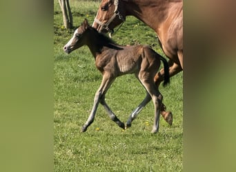 American Paint Horse, Mare, Foal (04/2026), 15,1 hh, Bay-Dark