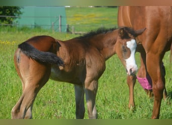 American Paint Horse, Mare, Foal (04/2026), 15,1 hh, Bay-Dark