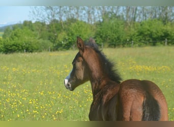 American Paint Horse, Mare, Foal (04/2026), 15,1 hh, Bay-Dark