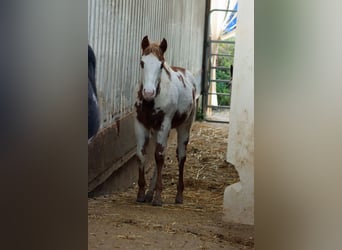 American Paint Horse, Mare, Foal (05/2025), 15,1 hh, Overo-all-colors