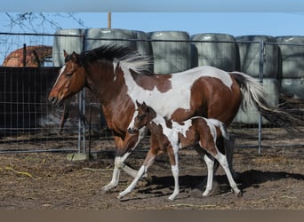 American Paint Horse Mix, Mare, Foal (04/2026), 15,1 hh, Tobiano-all-colors