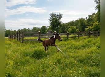 American Paint Horse, Mare, Foal (05/2025), 16 hh, Tobiano-all-colors