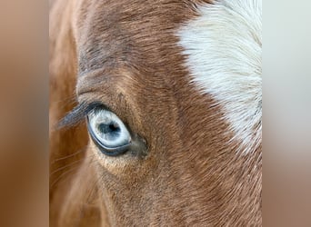 American Paint Horse, Mare, Foal (03/2026), Brown