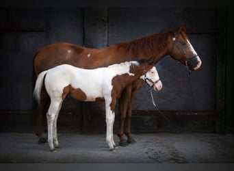 American Paint Horse, Mare, Foal (04/2026), Brown