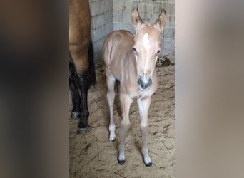 American Paint Horse, Mare, Foal (05/2026), Buckskin