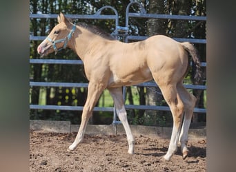 American Paint Horse, Mare, Foal (08/2026), Buckskin