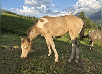 American Paint Horse, Mare, Foal (05/2026), Champagne