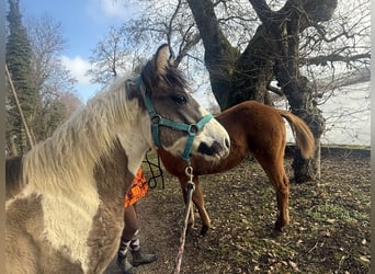 American Paint Horse, Mare, Foal (05/2025), Chestnut-Red
