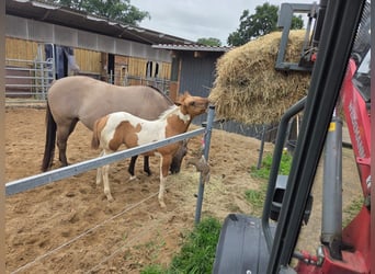American Paint Horse, Mare, Foal (06/2026), Red Dun