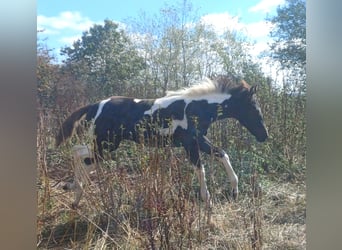 American Paint Horse, Mare, Foal (05/2026), Tobiano-all-colors