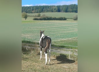 American Paint Horse, Mare, Foal (05/2026), Tobiano-all-colors