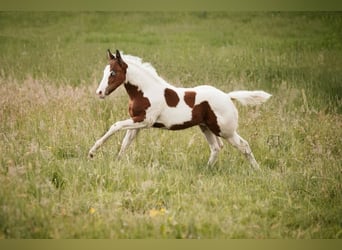 American Paint Horse, Mare, Foal (03/2026), Tovero-all-colors