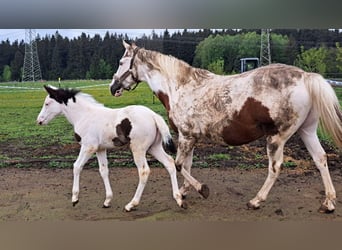 American Paint Horse, Mare, Foal (03/2026)