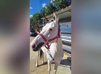 American Paint Horse Mix, Merrie, 10 Jaar, 145 cm, Tobiano-alle-kleuren