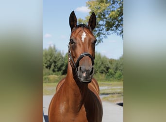 American Paint Horse, Merrie, 10 Jaar, 147 cm, Bruin