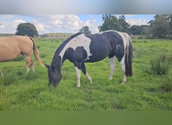 American Paint Horse, Merrie, 10 Jaar, 154 cm, Zwart