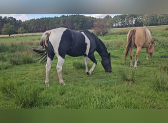 American Paint Horse, Merrie, 10 Jaar, 154 cm, Zwart