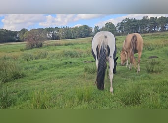 American Paint Horse, Merrie, 10 Jaar, 154 cm, Zwart