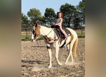 American Paint Horse, Merrie, 10 Jaar, Gevlekt-paard