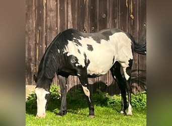 American Paint Horse, Merrie, 11 Jaar, 151 cm, Overo-alle-kleuren