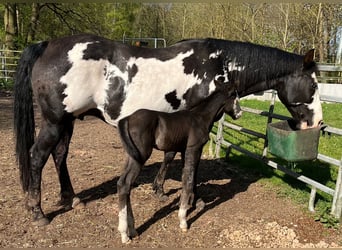 American Paint Horse, Merrie, 11 Jaar, 151 cm, Overo-alle-kleuren