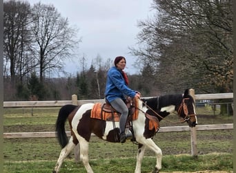 American Paint Horse Mix, Merrie, 11 Jaar, 152 cm, Gevlekt-paard