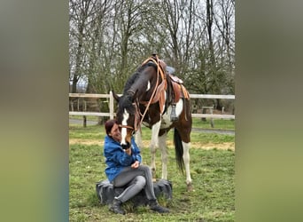 American Paint Horse Mix, Merrie, 11 Jaar, 152 cm, Gevlekt-paard
