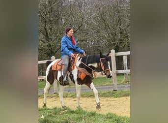 American Paint Horse Mix, Merrie, 11 Jaar, 152 cm, Gevlekt-paard