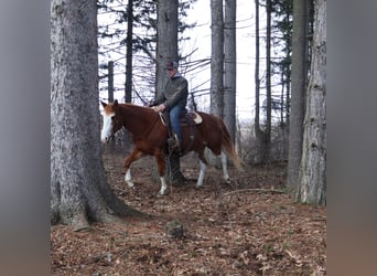 American Paint Horse, Merrie, 11 Jaar, 152 cm, Overo-alle-kleuren