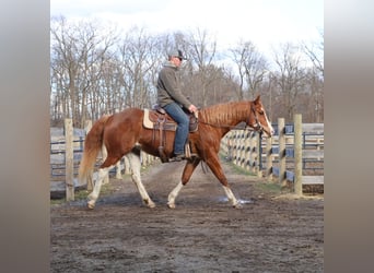 American Paint Horse, Merrie, 11 Jaar, 152 cm, Overo-alle-kleuren