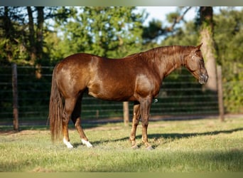 American Paint Horse, Merrie, 11 Jaar, 152 cm, Roodvos