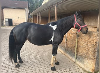 American Paint Horse Mix, Merrie, 11 Jaar, 160 cm, Zwart