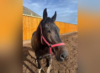 American Paint Horse Mix, Merrie, 11 Jaar, 160 cm, Zwart