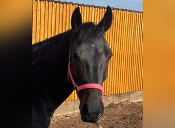 American Paint Horse Mix, Merrie, 11 Jaar, 160 cm, Zwart