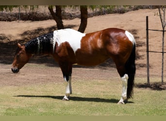 American Paint Horse, Merrie, 11 Jaar, Gevlekt-paard