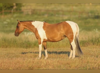 American Paint Horse, Merrie, 12 Jaar, 152 cm, Falbe