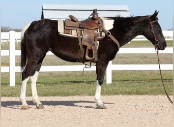 American Paint Horse, Merrie, 12 Jaar, 152 cm, Tobiano-alle-kleuren