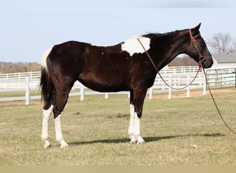 American Paint Horse, Merrie, 12 Jaar, 152 cm, Tobiano-alle-kleuren