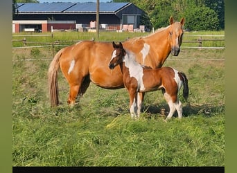 American Paint Horse, Merrie, 12 Jaar, 154 cm, Tobiano-alle-kleuren