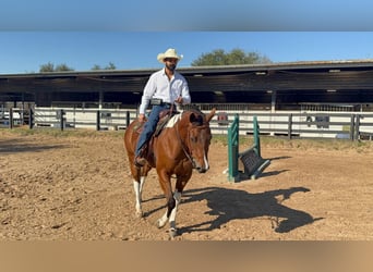 American Paint Horse, Merrie, 12 Jaar, 155 cm, Tobiano-alle-kleuren