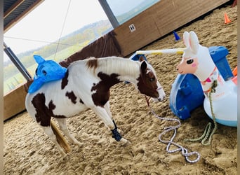 American Paint Horse, Merrie, 12 Jaar, 156 cm, Tovereo-alle-kleuren