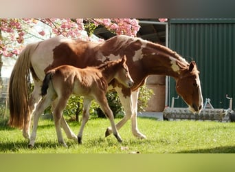 American Paint Horse, Merrie, 12 Jaar, 158 cm, Tobiano-alle-kleuren