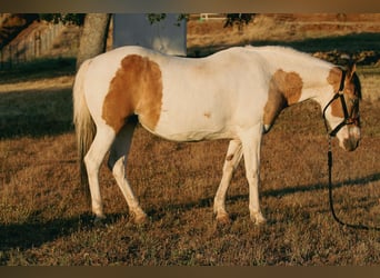 American Paint Horse, Merrie, 13 Jaar, 142 cm, Buckskin