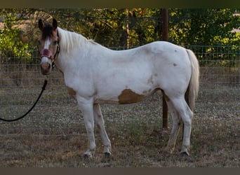 American Paint Horse, Merrie, 13 Jaar, 142 cm, Buckskin