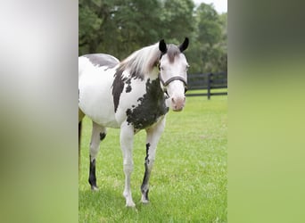 American Paint Horse, Merrie, 13 Jaar, 150 cm, Overo-alle-kleuren